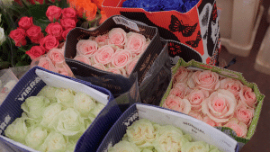 roses de diferents colors a un majorista abans de Sant Jordi
