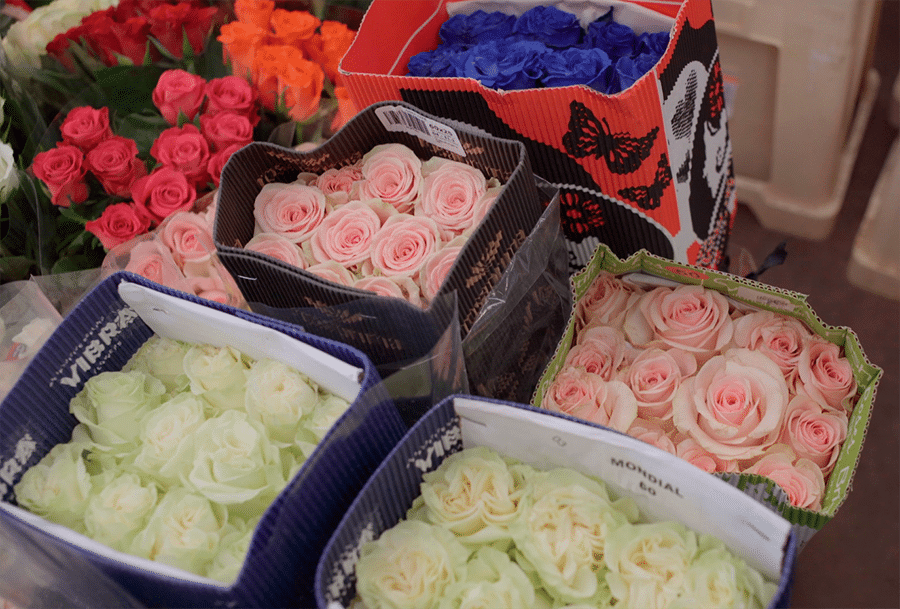roses de diferents colors a un majorista abans de Sant Jordi
