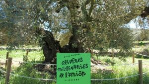 L'olivera mil·lenària d'Ulldecona, la Farga d'Arión