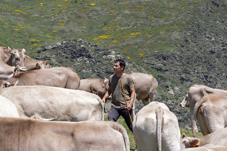 Marc Porta, ramader al Pallars Jussà guiant el bestiar a l'estiu