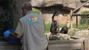 Adaptació del Zoo de Barcelona a les onades de calor