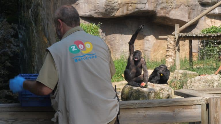 Adaptació del Zoo de Barcelona a les onades de calor