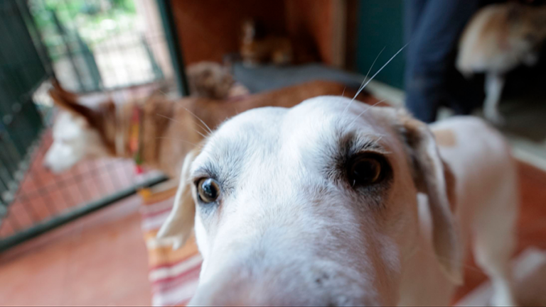 Un gos del refugi, Canòpolis, al Garraf, Barcelona. Un santuari per a gossos i gats.